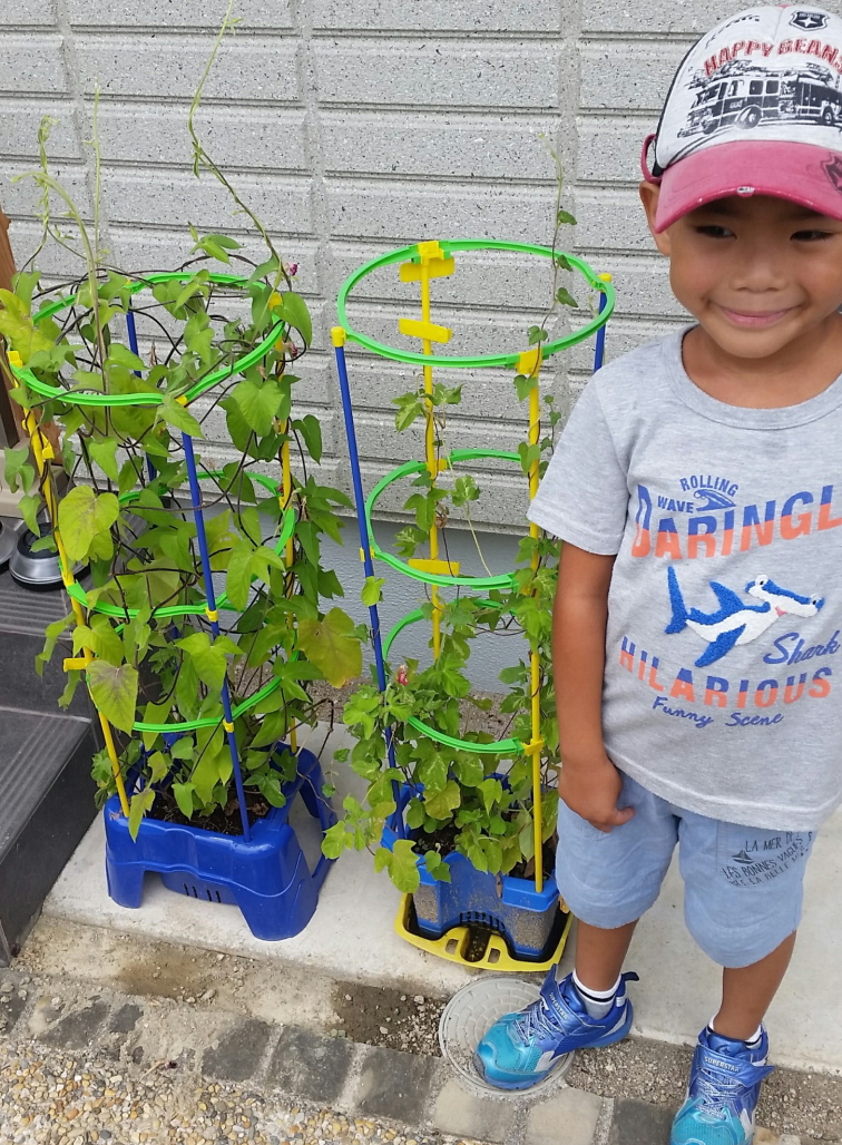 学校でおこなわれているあさがお 朝顔 の植え方 育て方 新学期に向けて 学林舎ニュース 教材出版 学林舎 学習教材の制作 販売 理科実験工作教材 アメリカの教科書